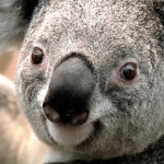cropped-Koala.jpg