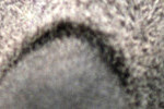 cropped-Koala1.jpg